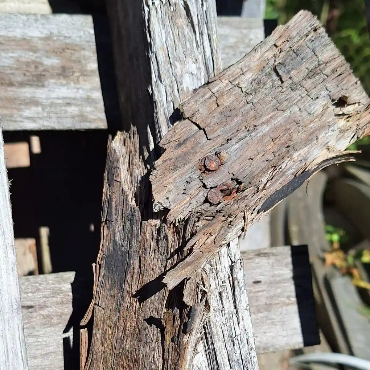 Drewno zaatakowane przez brunatny rozkład - charakterystyczne spękania w kostkę