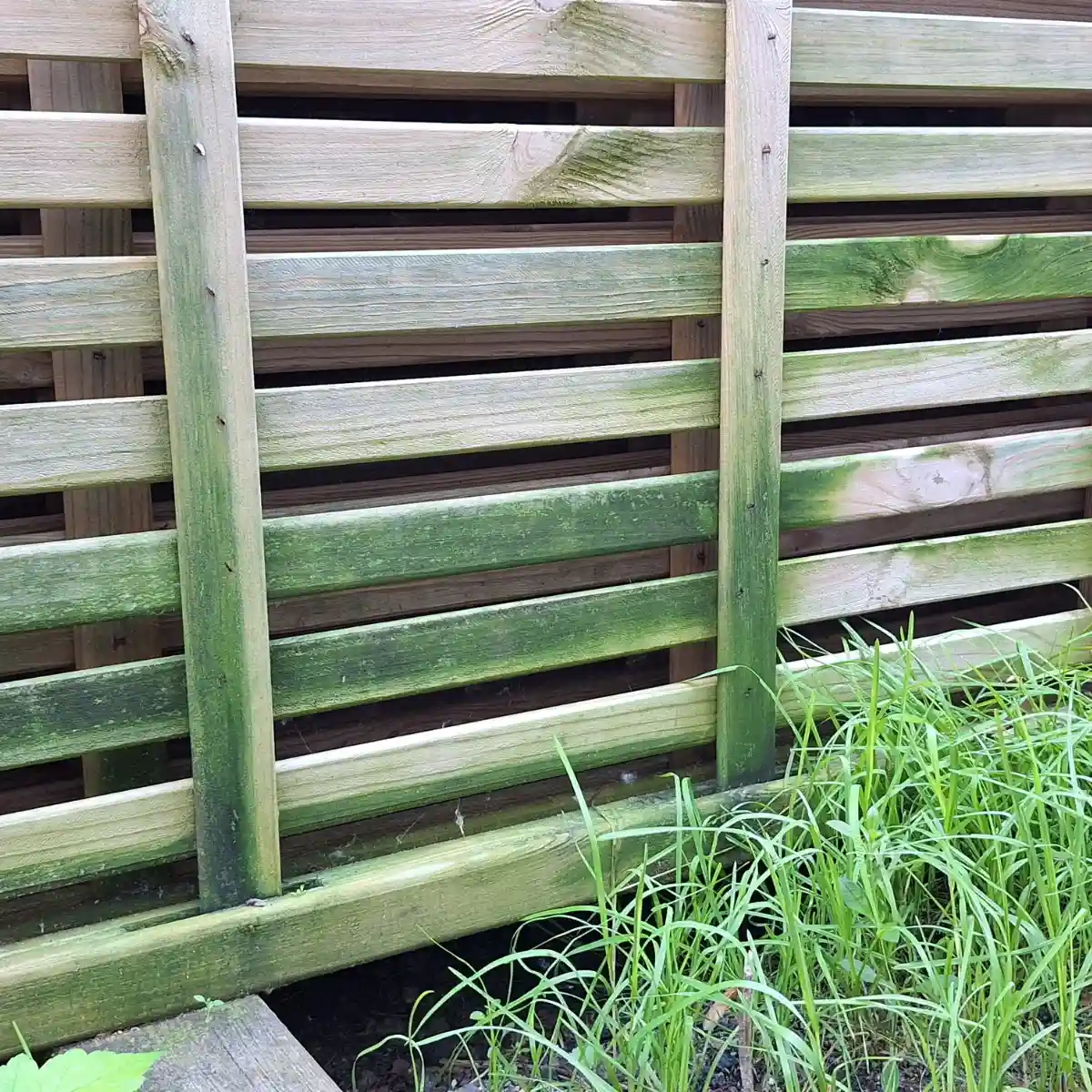 Drewniany płot pokryty zielonymi plamami glonów