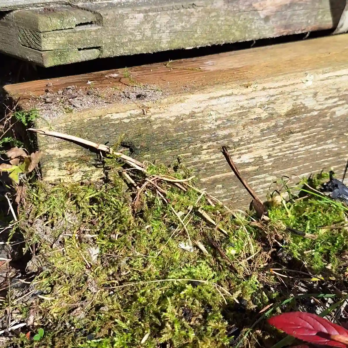 Mech (Bryophyta) pokrywający drewniany płot